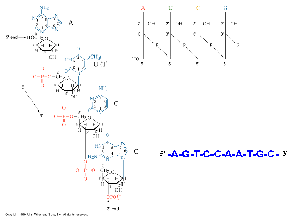 primary structure of dna