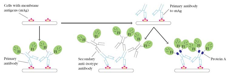 Effect of the multilayer structure on the immunoassay. Antigen-antibody