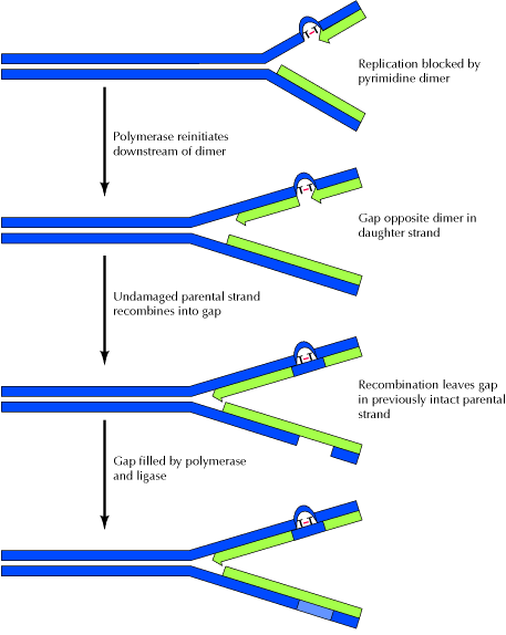 thymine dimer mutation