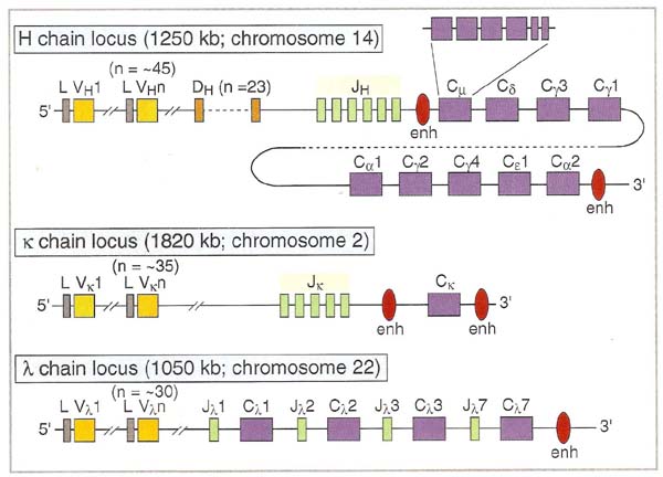 immune repertoire notation