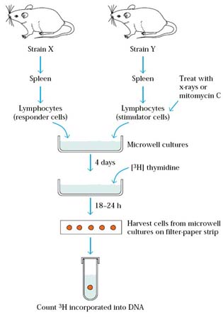 Mixed Lymphocyte Reaction