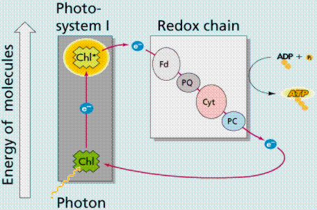 proton gradient that drives atp synthesis