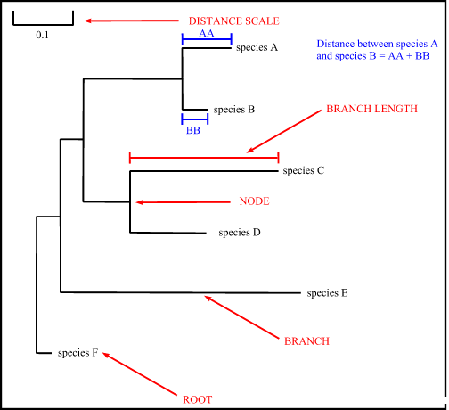 Cladogram illustrating the current known distribution of DAD among taxa