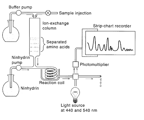 amino acid analyzer