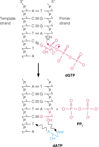 pyrophosphate dna replication