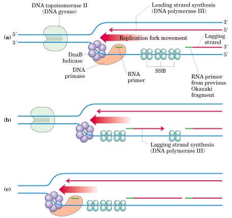 okazaki fragment sequencing