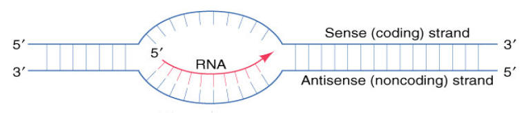 What is a noncoding strand?